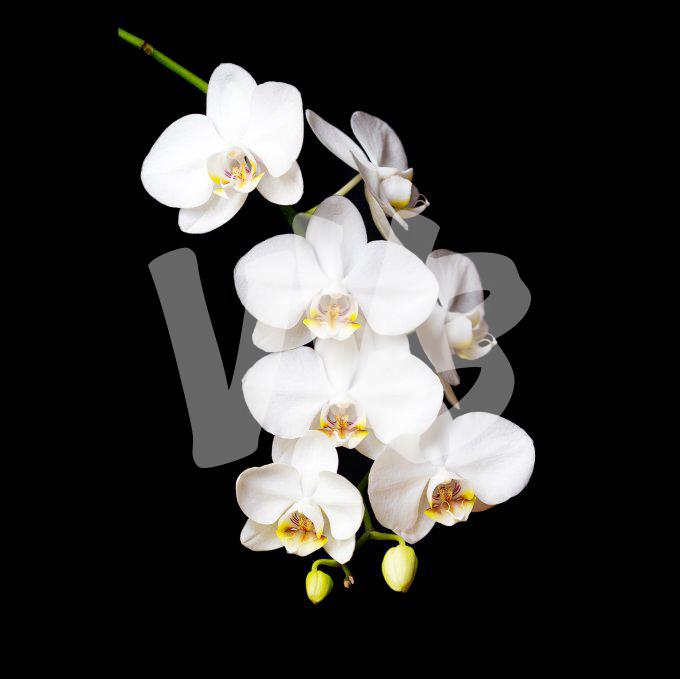Bloemen Orchidee 2859
